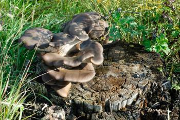 macro  mushroom oyster on the treestump