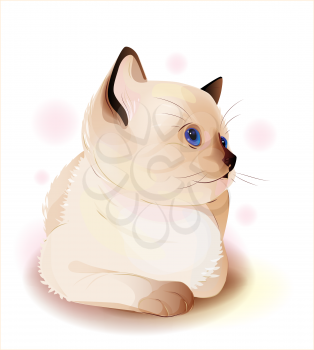 Royalty Free Clipart Image of a Siamese Cat