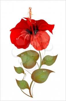 Royalty Free Clipart Image of a Hibiscus Flower
