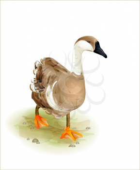 Royalty Free Clipart Image of a Goose