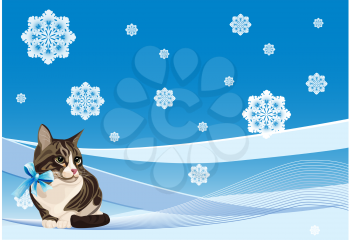 tabby cat on the winter background