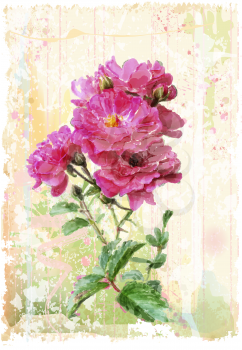 vintage illustration of the pink roses