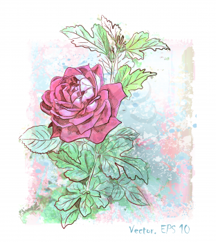 hand drawn  watercolor pink rose