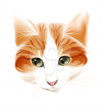 portrait of the ginger cat