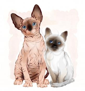 portrait of the  Canadian sphinx cat and thai kitten on the watercolor background