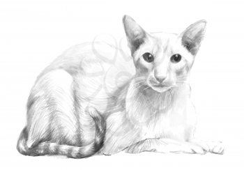 Sketch of the purebred cat. Portrait of the cat was drawn with a pencil manually. Vintage drawing.