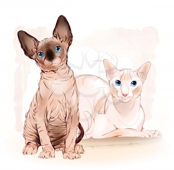 portrait of the couple Canadian sphinx cats