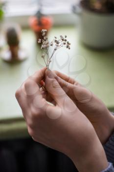 hands holding a small flower