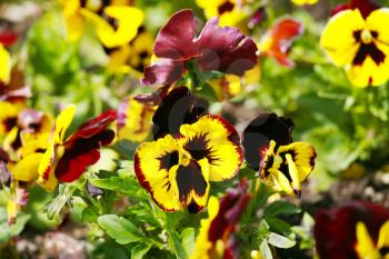 Heartsease, flower garden - close-up 
