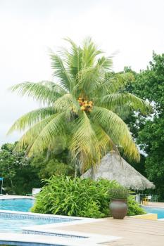 Swimming pool next to a huge palm tree 