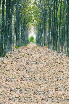 View of fallen dried leaves, a perfect straight path along the edge of a forest and meadow.  Deceased pathway