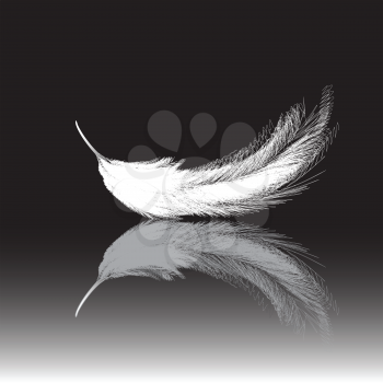 Royalty Free Clipart Image of a White Feather