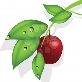 Royalty Free Clipart Image of an Apple on a Branch