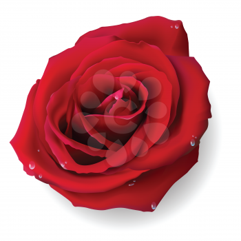 Royalty Free Clipart Image of a Red Rose