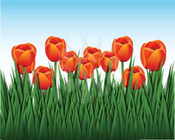 Royalty Free Clipart Image of a Field of Tulips