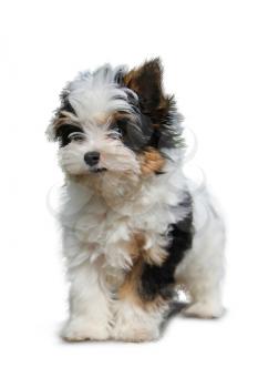 cheerful little tricolor puppy on a white background