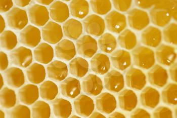 Macro shot of a honeycomb with liquid honey
