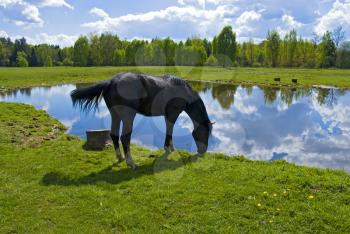 Royalty Free Photo of a Horse Drinking Water