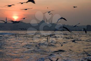 Royalty Free Photo of Seagulls Over Water