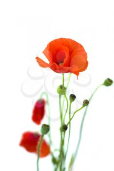 Royalty Free Photo of Poppies
