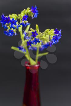 Royalty Free Photo of a Vase of Flowers