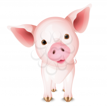 Little pink pig isolated on white background