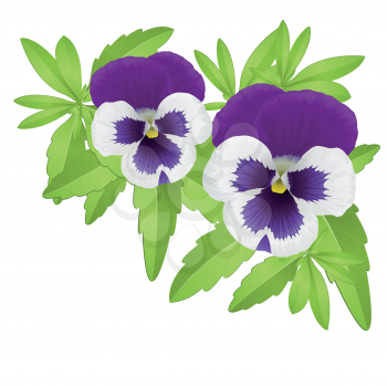 Royalty Free Clipart Image of Pansies
