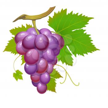Royalty Free Clipart Image of a Grapes on the Vine