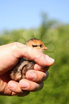 Male hand holding a pheasant chick