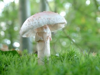 White mushroom in the forest - Amanita verna