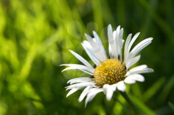Single daisy in the grass, copy space in the blurry background
