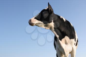 Cow looking sideway over a blue sky background