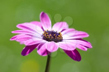 Royalty Free Photo of an African Daisy