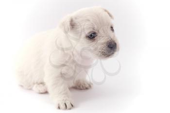 Little puppy sitting isolated over white background