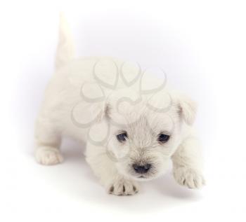 Little bichon puppy isolated over a white background