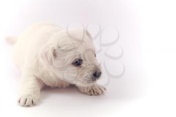 Little puppy isolated over a white background