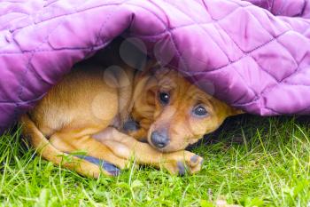 Sad pinscher puppy under purple blanket and laying on the grass