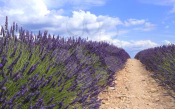 Lavender field viewed from ground in Provence. Valensole, Provence, France, Europe.