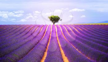 The tree in the lavender field in Valensole, Provence, France, Europe.