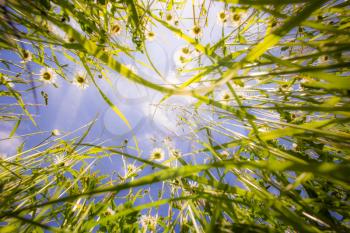 Close up of grass from the ground. Grass view from below