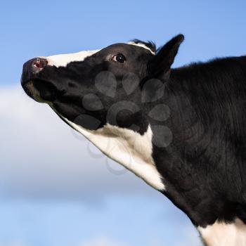 Black and white cow with head in the air over blue