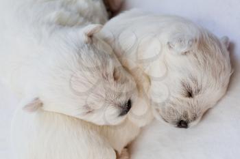 Two sleeping newborn white puppies