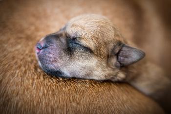 Brown puppy sleeping over soft fur
