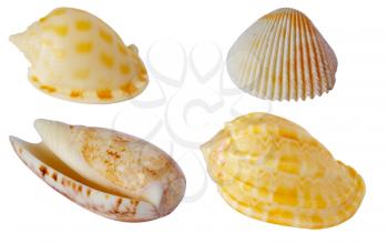 Four textured sea-shells isolated on white background