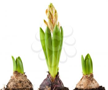 Royalty Free Photo of Three Blubs of a Hyacinth Plant