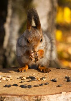 Royalty Free Photo of a Closeup of a Squirrel Eating Seeds