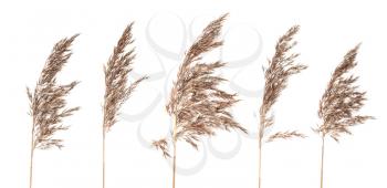 Five dried bush grass panicles isolated on white background