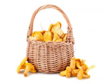 Wicker basket with chanterelle mushrooms on a white background