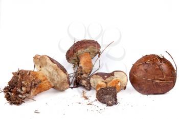 Royalty Free Photo of Boletus Mushrooms