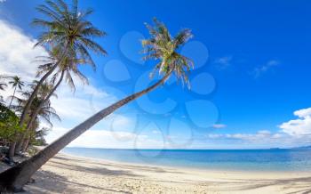 Royalty Free Photo of Palm Trees on a Beach